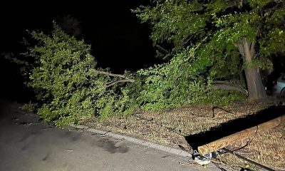 Önkénteseket várnak Vértesszőlősön a vihar pusztításának felszámolásához